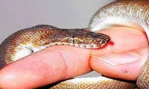 பாம்பு கடித்து பெண் சாவு