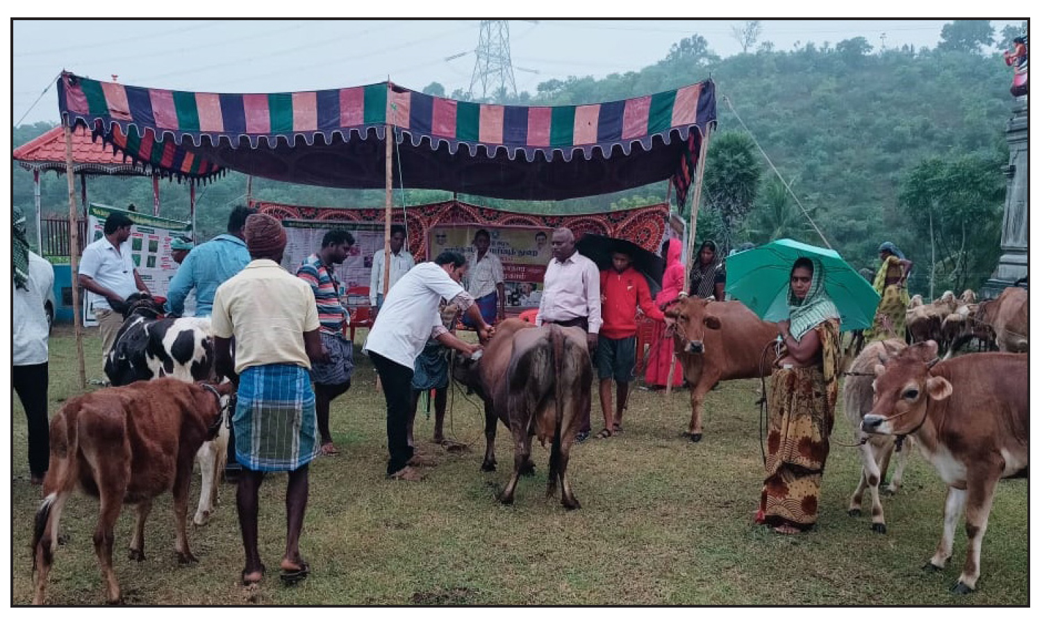 கால்நடைகளுக்கான சிறப்பு விழிப்புணர்வு முகாம் கால்நடைகளுக்கான சிறப்பு விழிப்புணர்வு முகாம்