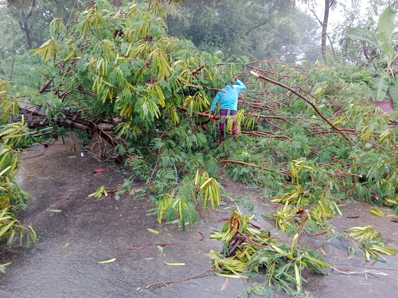 மரம் விழுந்து லாரி ஓட்டுநர் உயிரிழப்பு