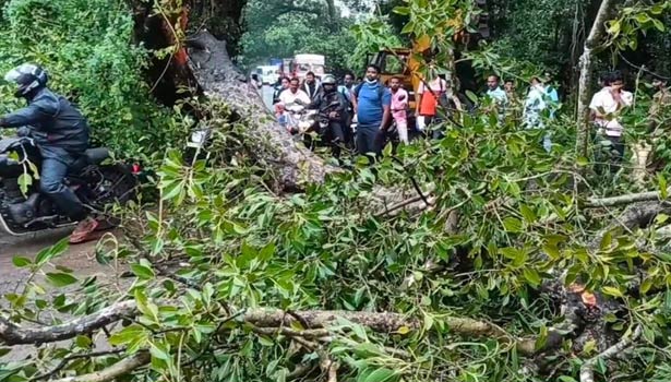 ஸ்ரீபெரும்புதூர்-திருவள்ளூர் சாலையில் மரம் விழுந்ததால் போக்குவரத்து துண்டிப்பு ஸ்ரீபெரும்புதூர்-திருவள்ளூர் சாலையில் மரம் விழுந்ததால் போக்குவரத்து துண்டிப்பு