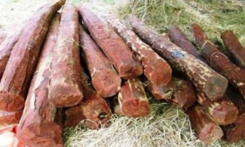 செங்குன்றம் அருகே ரூ.5 லட்சம் செம்மரக்கட்டைகள் பறிமுதல்