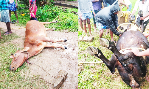 கிணற்றில் கல்லை கட்டி தள்ளப்பட்ட மாடுகள் பலி