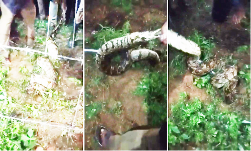 குடியிருப்புக்குள் புகுந்த 9 அடி நீள மலைப்பாம்பு