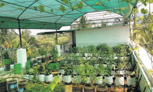 அரசு மானியத்துடன்  மாடி தோட்டம் அமைக்க பொதுமக்களுக்கு அழைப்பு