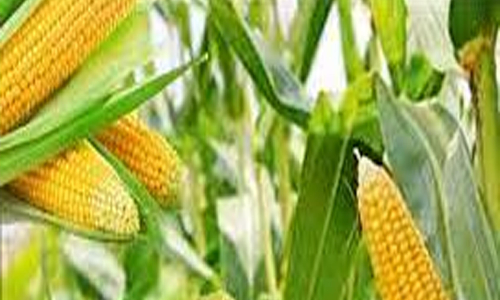 மக்காச்சோளம் விலை முன்னறிவிப்பு வேளாண் பல்கலைக்கழகம் வெளியிட்டது