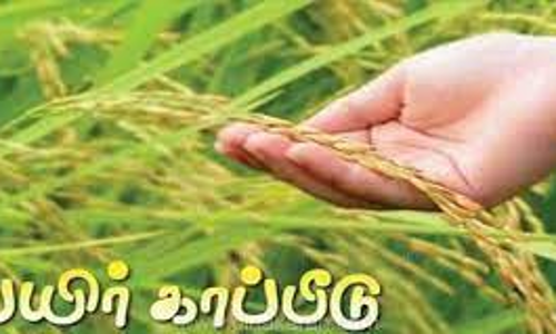 சம்பா நெல் பயிர் காப்பீடு செய்ய 15-ந் தேதி கடைசி நாள்