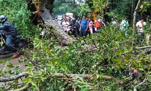 ஸ்ரீபெரும்புதூர்-திருவள்ளூர் சாலையில் மரம் விழுந்ததால் போக்குவரத்து துண்டிப்பு