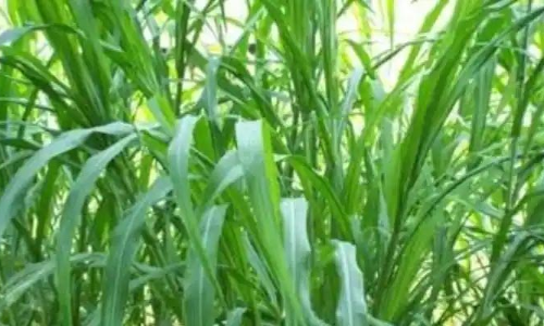 தீவனப்புல் வளர்க்க விதைத் தொகுப்பு வாங்க மானியம்