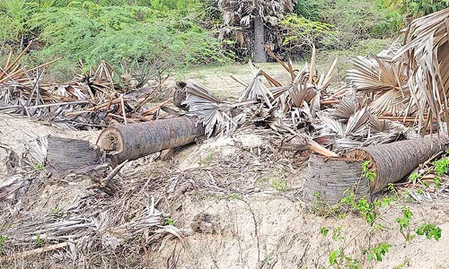 உடன்குடி பகுதியில்  பனை மரங்கள் வெட்டப்படுவதை தடுக்க வேண்டும் - பொதுமக்கள் கோரிக்கை