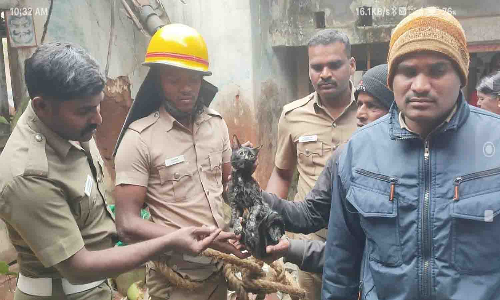 ஓசூரில் பாழடைந்த கிணற்றில் விழுந்து  ஒரு வார காலமாக தவித்து வந்த பூனையை மீட்ட தீயணைப்பு துறையினர்