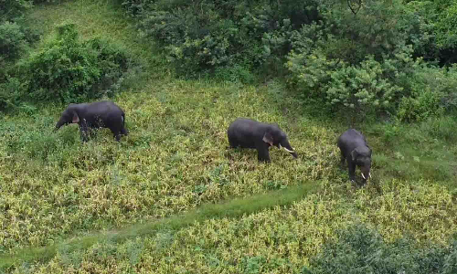 குருபரப்பள்ளி பகுதியில் முகாமிட்டுள்ள   3 யானைகளை மேலுமலை வனப்பகுதிக்கு விரட்டும் பணி தீவிரம்   -மக்களுக்கு வனத்துறையினர் எச்சரிக்கை