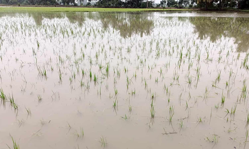 திருவாரூர் மாவட்டத்தில் மழையால் 4,747 ஏக்கர் நெற்பயிர்கள் மூழ்கின