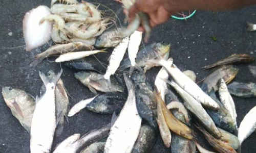 மாமல்லபுரம் பக்கிங்காம் கால்வாயில் சிக்கும் கடல் மீன்களை வாங்க ஆர்வம்