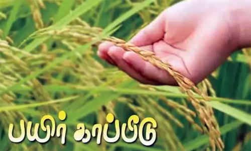 சம்பா பயிர் காப்பீடு செய்ய கால நீட்டிப்பு வழங்க விவசாயிகள் வலியுறுத்தல்