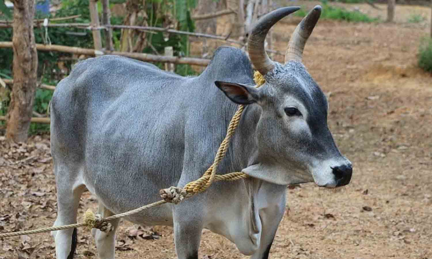 பழையகோட்டையில்  காங்கேயம் இன மாடுகள்  ரூ.13 லட்சத்துக்கு விற்பனை