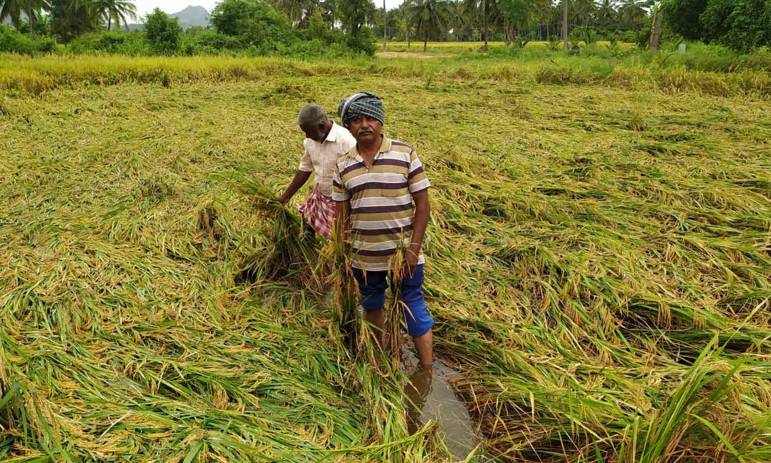 கிருஷ்ணகிரி அருகே தொடர் மழையால் ஏரிக்கரை உடைந்து 250 ஏக்கர் நெற்கதிர்கள் சேதம் கிருஷ்ணகிரி அருகே தொடர் மழையால் ஏரிக்கரை உடைந்து 250 ஏக்கர் நெற்கதிர்கள் சேதம்