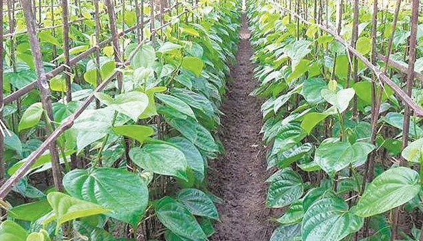 வெற்றிலை கொடிக்காலுக்குள் தவறி விழுந்த முதியவர் சாவு வெற்றிலை கொடிக்காலுக்குள் தவறி விழுந்த முதியவர் சாவு