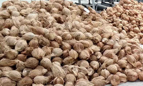 மழையால் களையிழந்த தேங்காய் ஏலம்