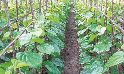 வெற்றிலை கொடிக்காலுக்குள்   தவறி விழுந்த முதியவர் சாவு