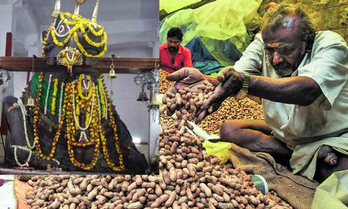 பசவனகுடி கடலைக்காய் திருவிழா வருகிற 21-ந்தேதி தொடக்கம்