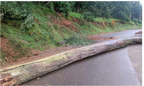 ஊட்டடியில் மரம் முறிந்து விழுந்து போக்குவரத்து பாதிப்பு