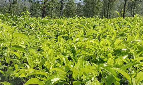 கூடலூர் பகுதியில் பச்சை தேயிலை மகசூல் அதிகரிப்பு