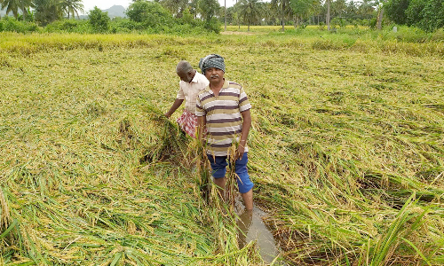 முழு கொள்ளளவை எட்டிய கே.ஆர்.பி.அணை:  உபரி நீர் வெளியேற்றத்தால் தென்பெண்ணை ஆற்றில் வெள்ளப்பெருக்கு   -ராயல் ஏரிக்கரை உடைந்து 250 ஏக்கர் நெற்பயிர்கள் மூழ்கின