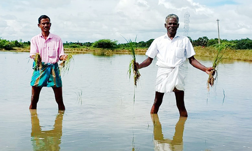 திருமருகல் ஒன்றியத்தில் தொடர் மழை; 50 ஏக்கர் நெற்பயிர்கள் மூழ்கின