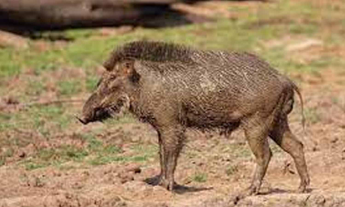 மடத்துக்குளம் பகுதியில் பயிர்களை சேதப்படுத்தும் காட்டுப்பன்றிகள்  -  விவசாயிகள் கவலை