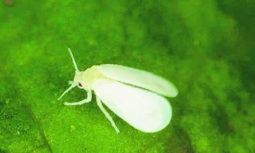 வெள்ளை ஈக்களை அழிக்கும் மழை  - விவசாயிகள் நிம்மதி