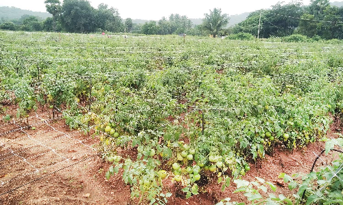 அய்யலூரில் கொடி தக்காளி சாகுபடிக்கு தயக்கம் காட்டும் விவசாயிகள்
