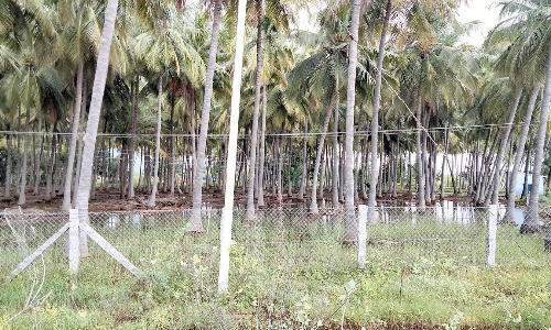 வயல்களுக்குள் புகுந்த மழைநீர்