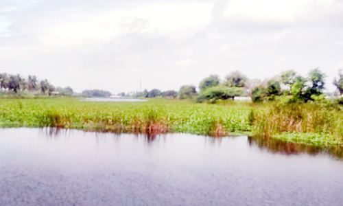 ஆறுகளில் மண்டி கிடக்கும் ஆகாயதாமரை செடிகள்