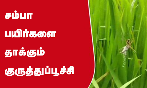 சம்பா பயிர்களை தாக்கும் குருத்துப்பூச்சிகள்
