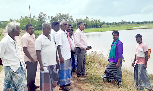 மழையால் பாதிக்கப்பட்ட பயிர்களை வேளாண் அதிகாரி ஆய்வு