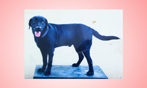 வேலூரில் போலீஸ் மோப்ப நாய் திடீர் சாவு