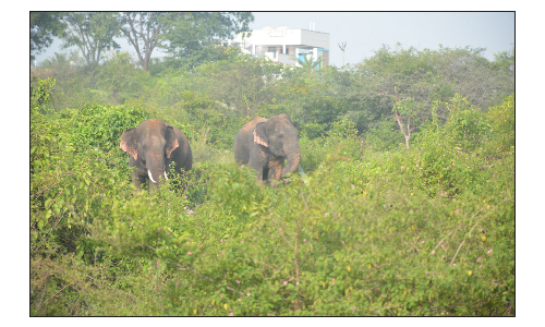 கிருஷ்ணகிரி டோல்கேட் அருகில்  உலா வந்த 3 யானைகள்