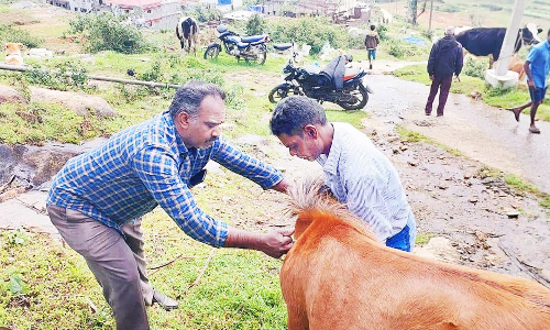 கொடைக்கானலில்  கால்நடை பராமரிப்பு சிறப்பு முகாம்