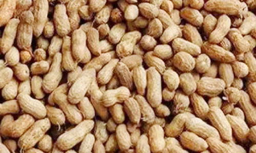 சேவூா் ஒழுங்குமுறை விற்பனை  கூடத்தில் ரூ.28 லட்சத்துக்கு நிலக்கடலை ஏலம்