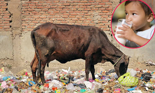 குப்பையை தின்று பால் தரும் பசுக்கள்: குழந்தைகளுக்கு வரும் பாதிப்புகள் என்னென்ன?