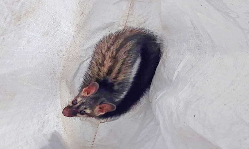 தென்தாமரைகுளம் அருகே வீட்டில் நுழைந்த மரநாய் பிடிபட்டது