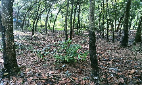 குமரி மாவட்டத்தில் தொடர் மழை