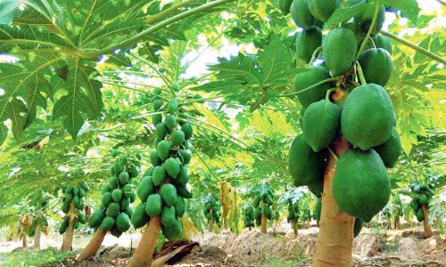 பப்பாளி செடியில் நோய் தாக்குதல் விவசாயிகள் கவலை