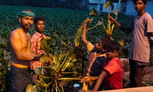 குளத்தில் படர்ந்துள்ள ஆகாயத்தாமரை செடிகளை உடனடியாக அகற்ற நடவடிக்கை