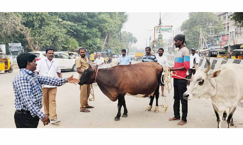 சாலையில் படுத்து கிடந்த மாட்டின் உரிமையாளர்களுக்கு அபராதம்