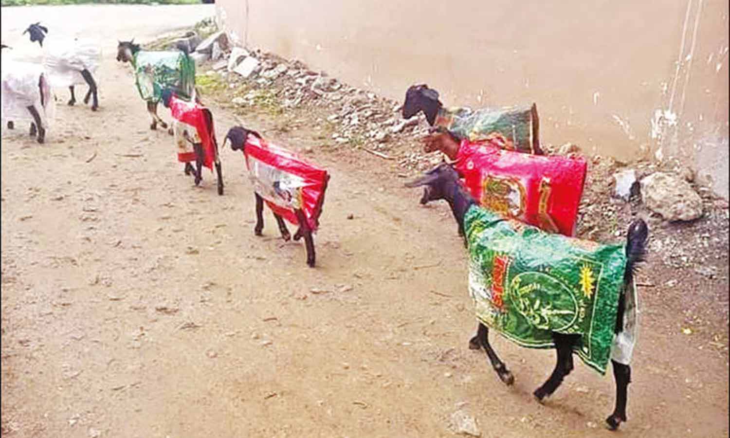 ரெயின்கோட் அணிவித்து ஆடுகளை மேய்ச்சலுக்கு அனுப்பிய தொழிலாளி