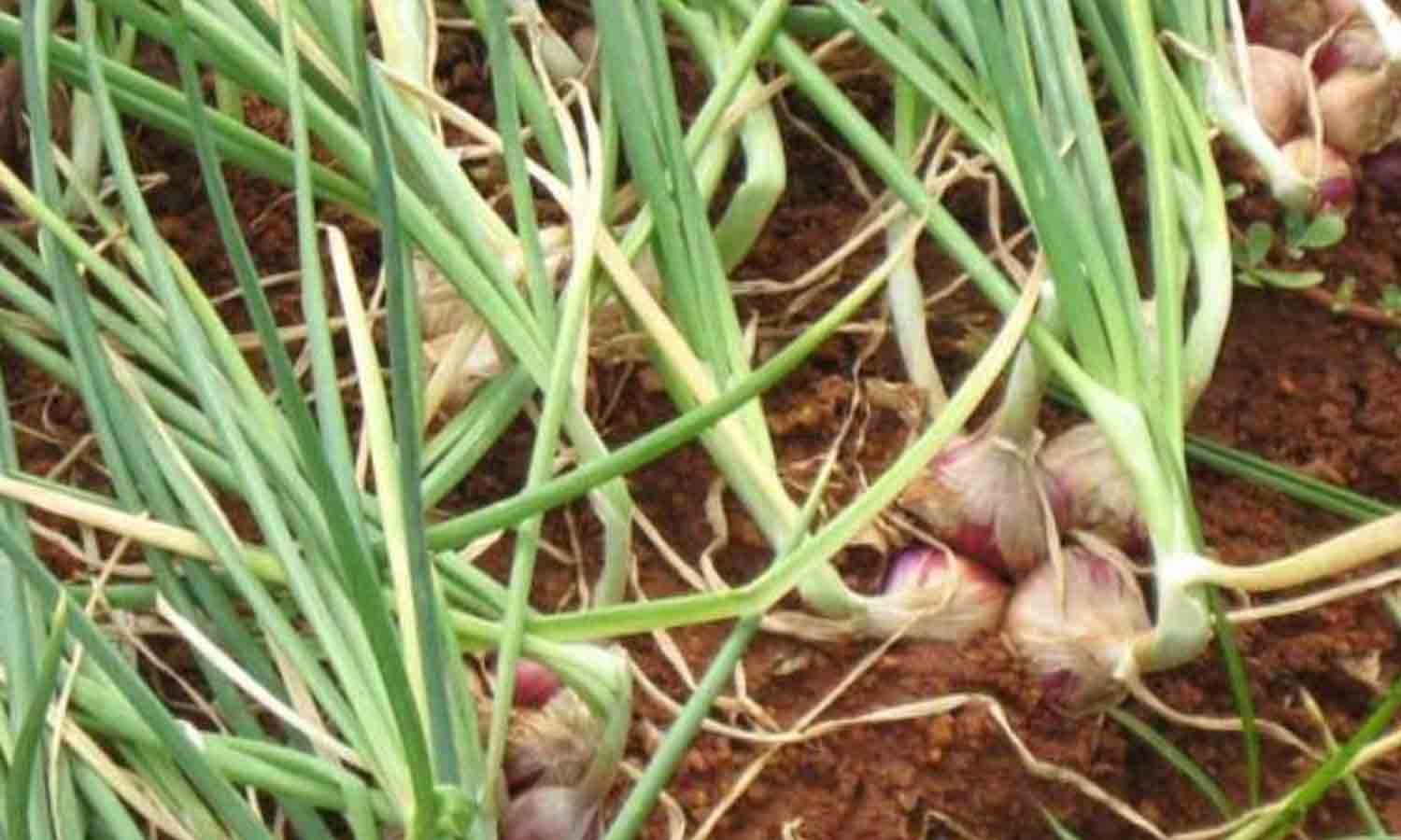 சின்ன வெங்காய விதைகளை விதை உரிமம் பெற்றவா்களிடம் மட்டுமே வாங்க வேண்டும் - விதை ஆய்வு துணை இயக்குநா் அறிவுறுத்தல் சின்ன வெங்காய விதைகளை விதை உரிமம் பெற்றவா்களிடம் மட்டுமே வாங்க வேண்டும் - விதை ஆய்வு துணை இயக்குநா் அறிவுறுத்தல்