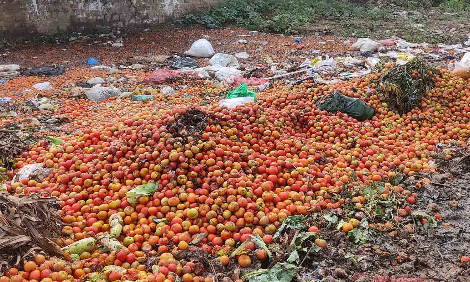 உடுமலையில் தக்காளிகளை சாலையில் கொட்டும் விவசாயிகள்
