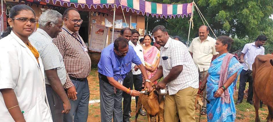 நெல்லையில்  கால்நடை மருத்துவ முகாம்