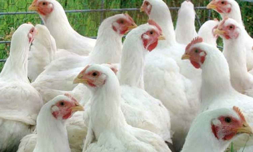 கறிக்கோழி கொள்முதல் விலை 103 ரூபாயாக உயர்வு: முட்டை விலை 535 காசுகளாக நிர்ணயம்